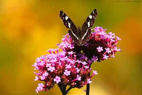 Landkaartje in zomerkleur