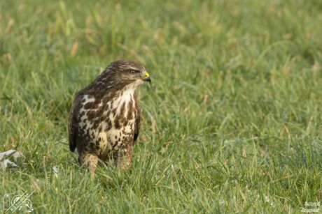BUIZERD 
