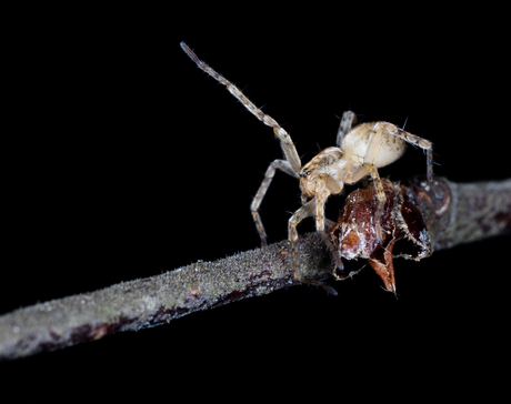 Zwaaiende spin op een takje