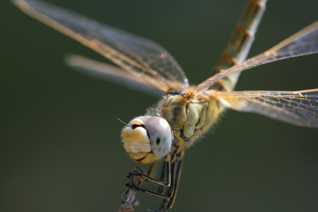 libelle