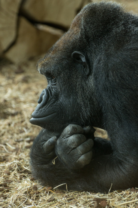 De denkende gorilla