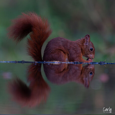 Eekhoorn in spiegelbeeld