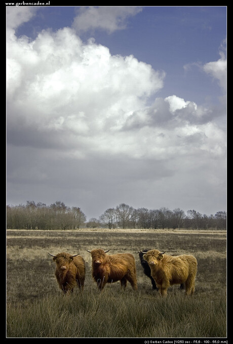 Schotten in drenthe III