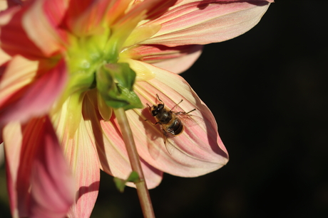 Verstopt in het volle licht
