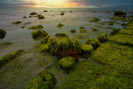 Groene pier