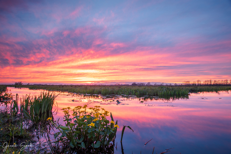 Dotterbloemen bij zonsondergang