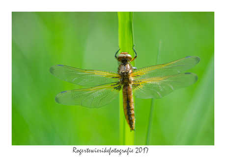 Korenbout met helios 42-2.......