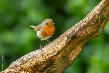 Roodborst 