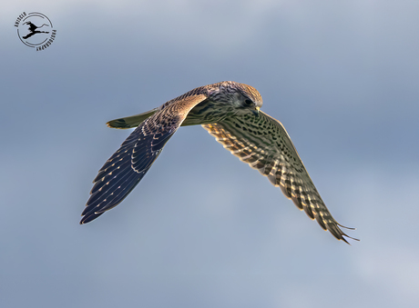 Torenvalk in de Eempolders