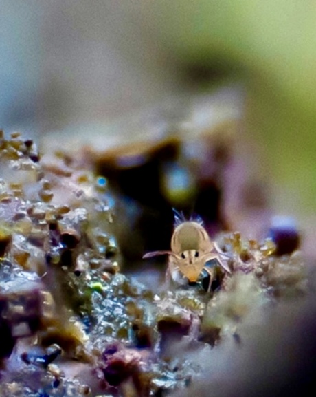 Springstaartje in edelstenen grot