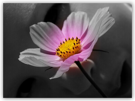 special for you......