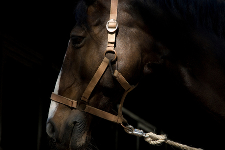 Hollandshe Manege - naam Paard