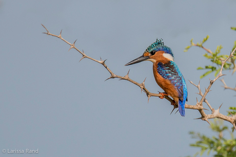 malachite kingfisher