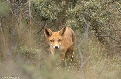 AWD vosje