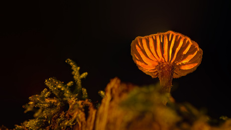 lichtgevende paddestoel