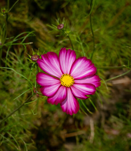 Roze 
