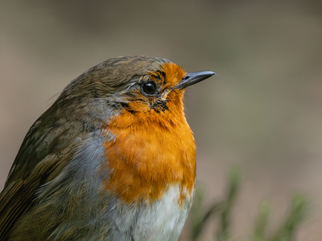 Vertederend
