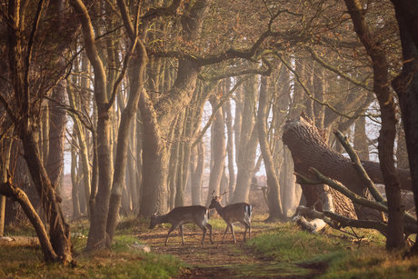 Zonnige en mistige ochtend....