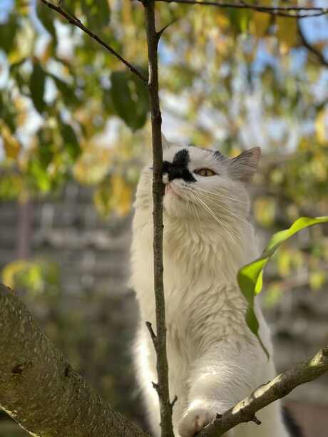 Fluffy 