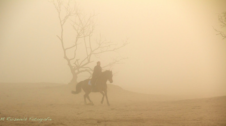 Paard in de ochtendmist