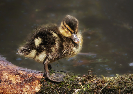 Een booskijkende babyeend