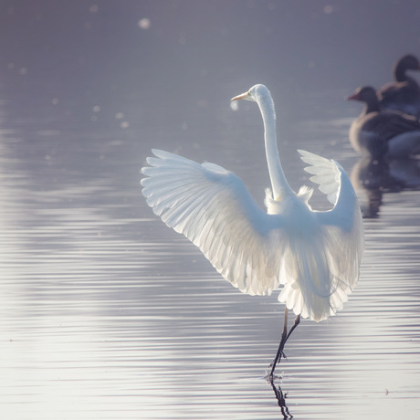 Grote zilverreiger 