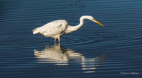 Grote zilverreiger
