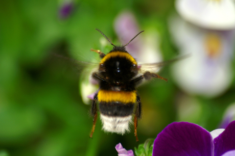 rommel de hommel