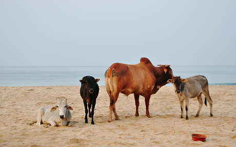 Posing cows @ Goa India