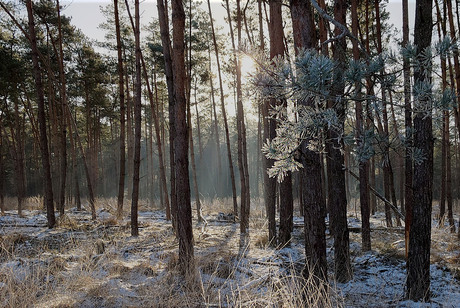 white light in the dark forest