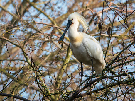 Lepelaars zijn bezig met nesten te bouwen.