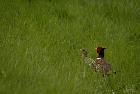 Fazantenliefde in de Biesbosch