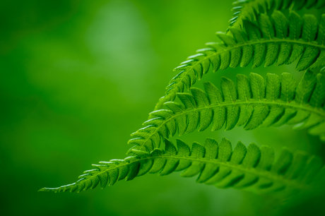 groen