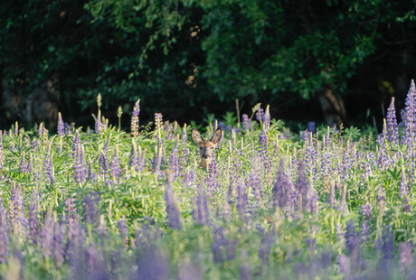 Ree in een veld vol met lupines