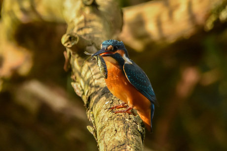 IJsvogel met stekelbaarsje