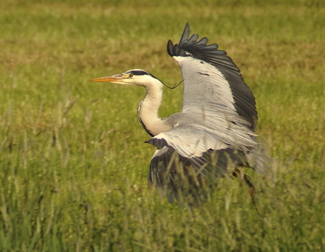 Blauwe reiger (Ardea cinerea)