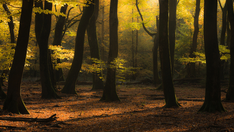 Rustpunt in het herfstbos