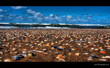 Shelly Beach