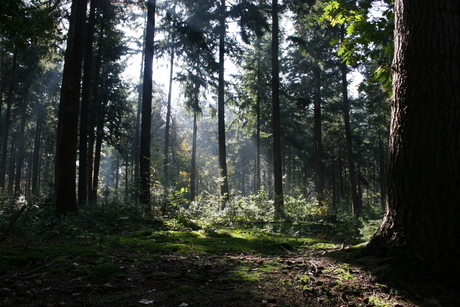 Herfst in Herperduin