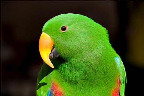 groen papegaai, Eclectus roratus