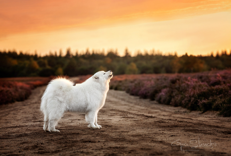 Sunset op de Veluwe