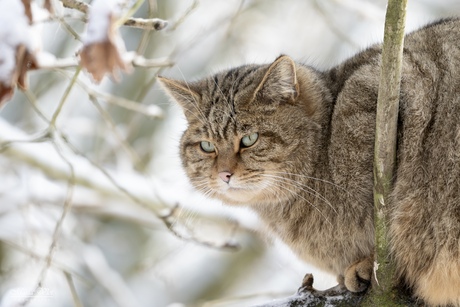 Wilde kat, ook in een wildpark kun je mooie foto’s maken