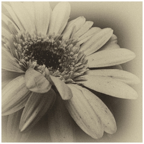 Flowers in Monochrome -2-