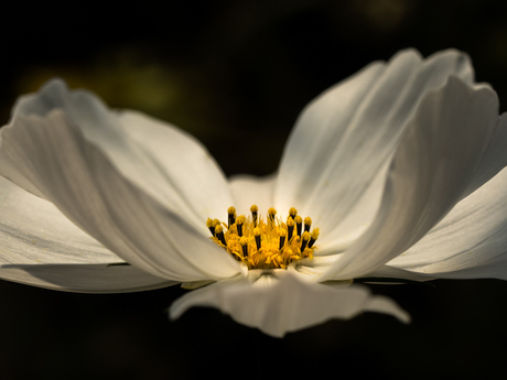 Cosmea. Nog wat vroeg maar dit jaar weer in de tuin.