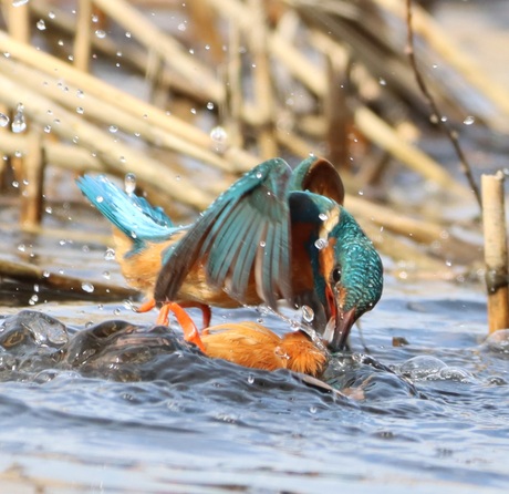 Fichting king fisher 