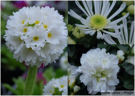 Drieluik witte bloemen