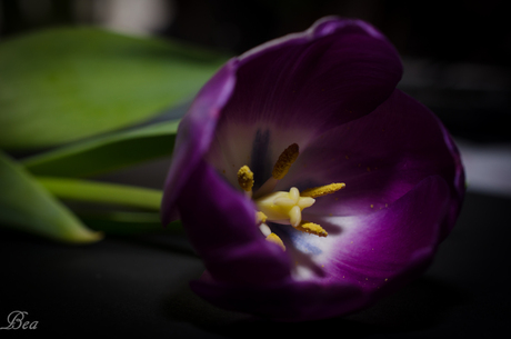 Zelfde tulp,alleen een paar daagjes later