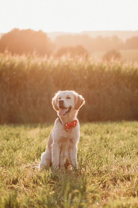 Gouden golden retriever