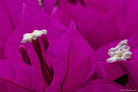 bougainville 1