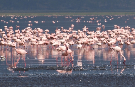 flamingo's in Kenia